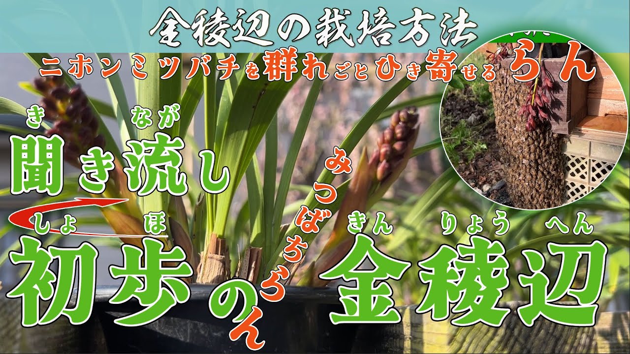 ニホンミツバチ分蜂群捕獲にキンリョウヘン、キンリョウヘンの栽培方法と二ホンミツバチの分蜂開始時期の予測