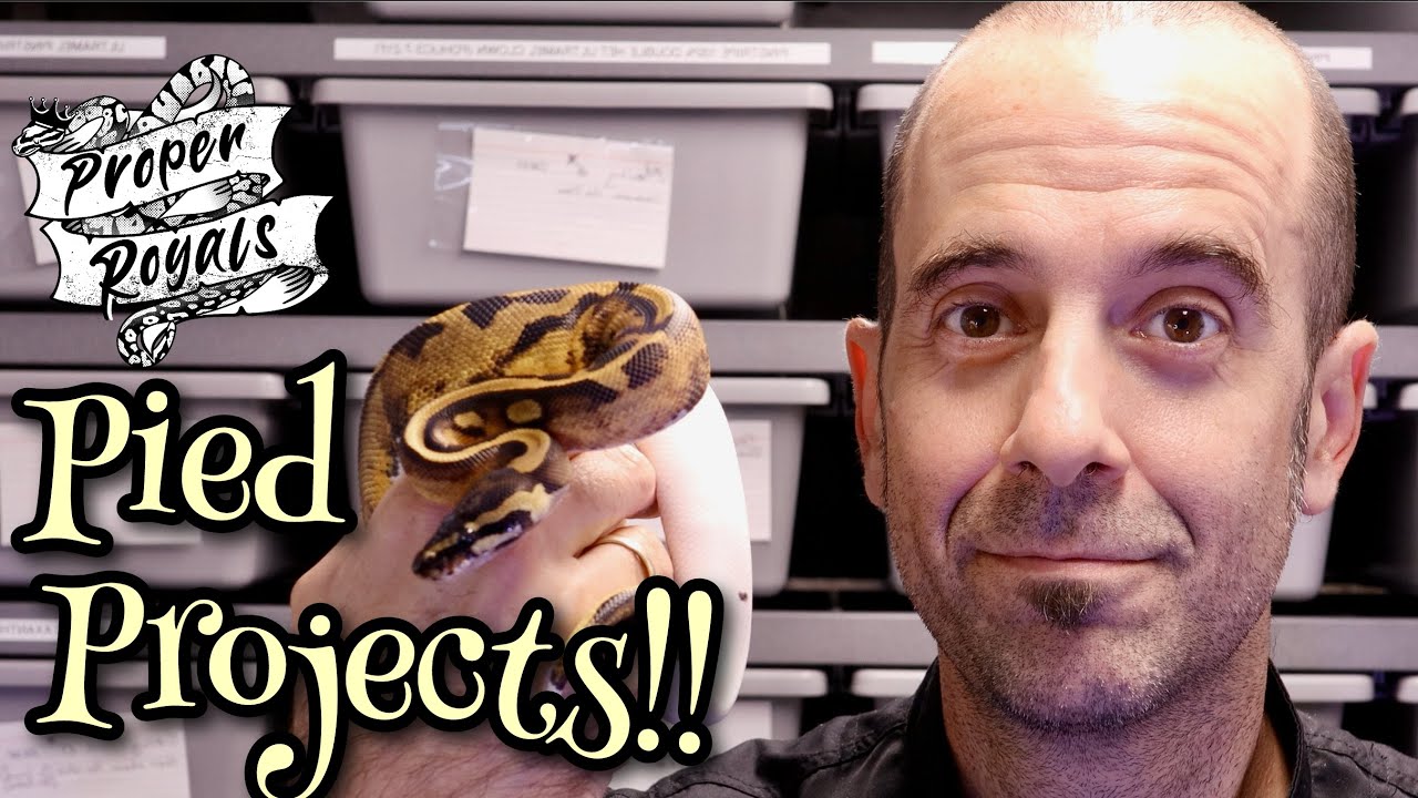 My Entire PIED PROJECT - Ball Python Breeding!!