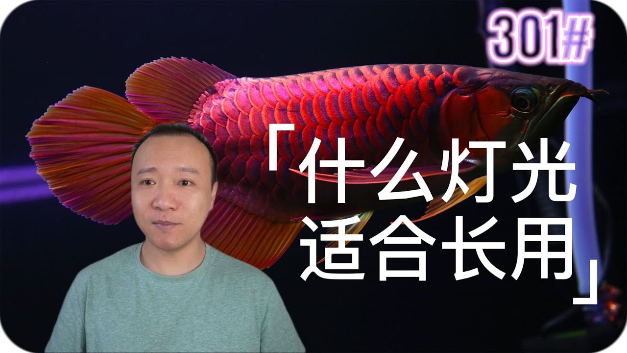 #301 养龙鱼什么灯光适合长期用？