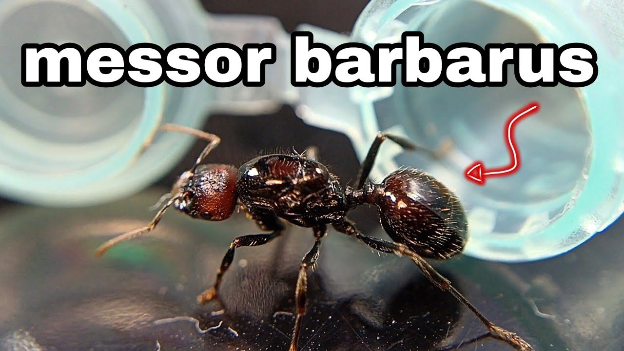 messor barbarus, самая бюджетная экзотика🔥