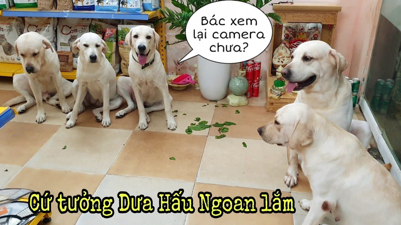 Dưa Hấu bị Nô đuổi về vì phá, cứ tưởng ngoan lắm cơ