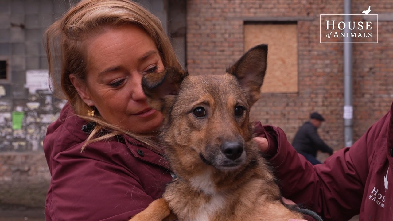 Vier jaar noodhulp voor oorlogsdieren in Oekraïne - Angel in Zaporizja