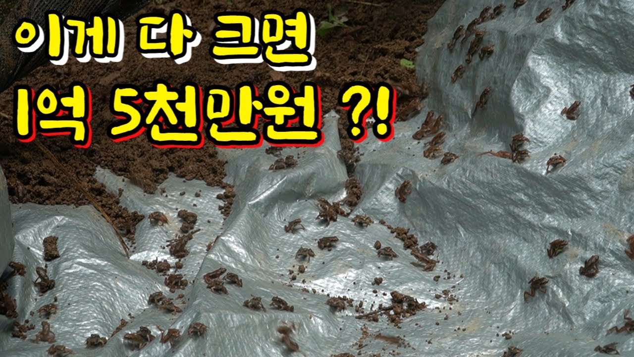 개구리 장기 프로젝트 3탄 ) 200일 동안 수만 마리 키워 방생합니다!!