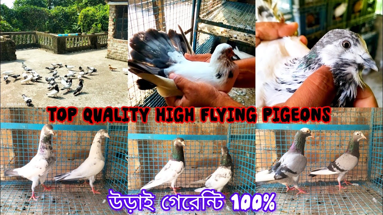 Top quality high flying pigeons sell. উড়াই গেরেন্টি ১০০পিস পায়রা আছে @Smanimalscare99 