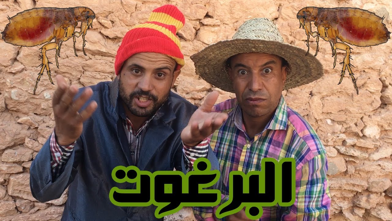 الموت ديال الضحك مع فوائد البرغوت😂😂 مع ماجوك ولهديلي