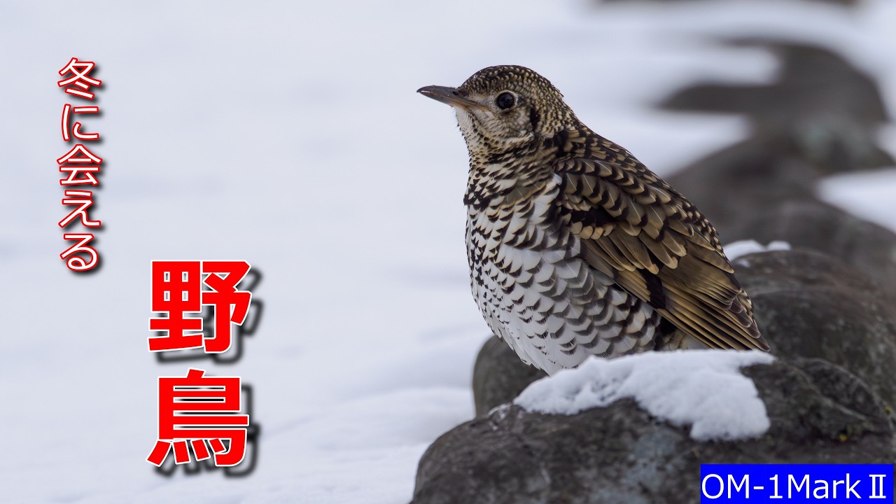 冬に会える野鳥観察♪