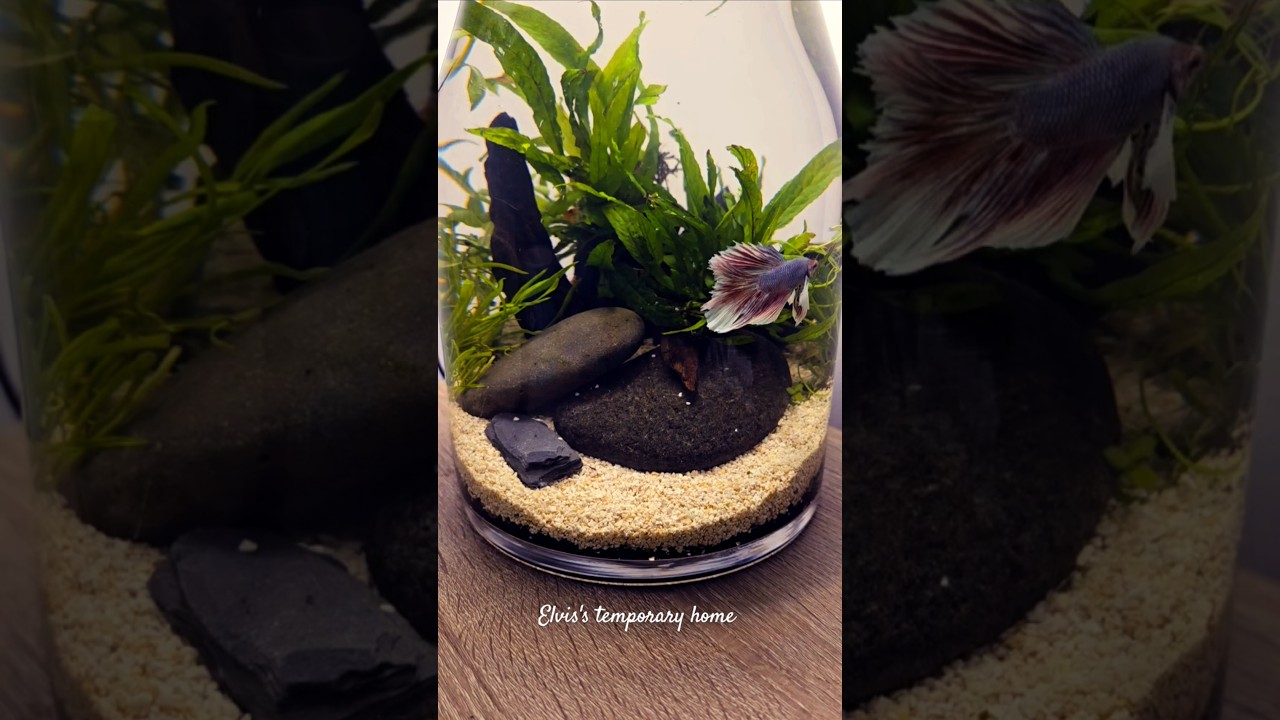Miska/wazon na st&oacute;ł dla bojownika #ryba-bojownik #bojownik #nanotank #żywerośliny #akwarium #aquascape #rybyakwariowe