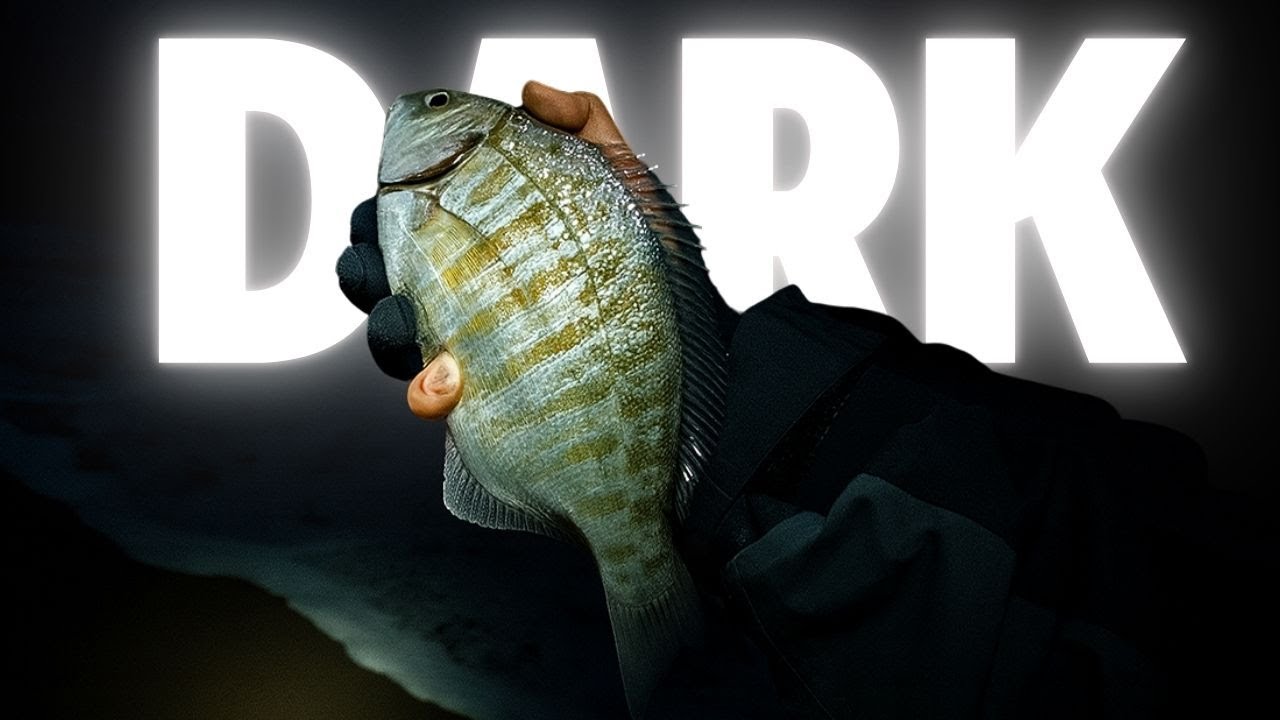 Starting Before the Sun Comes up- surf perch fishing
