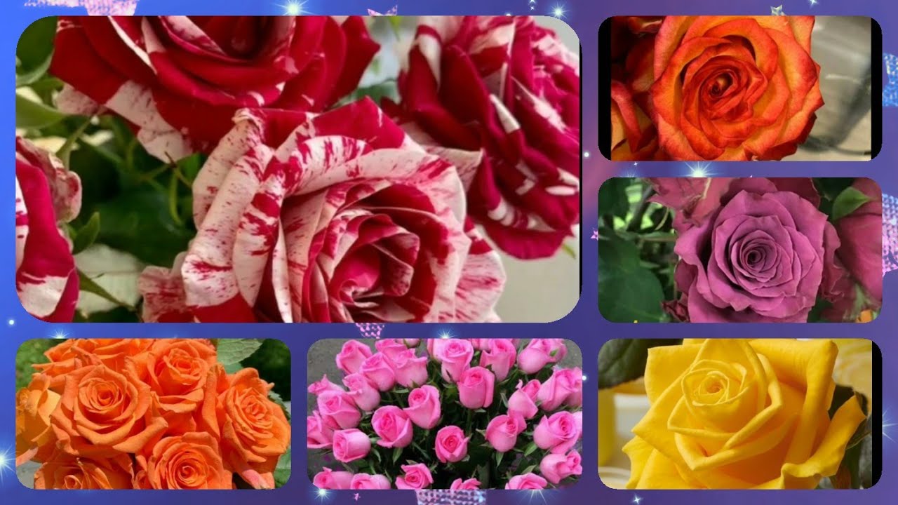 207-30+ Dutch Rose Varieties | Harlequin Avalanche | Hotshot | Aqua | Solaire | Gold Strike | Adamma