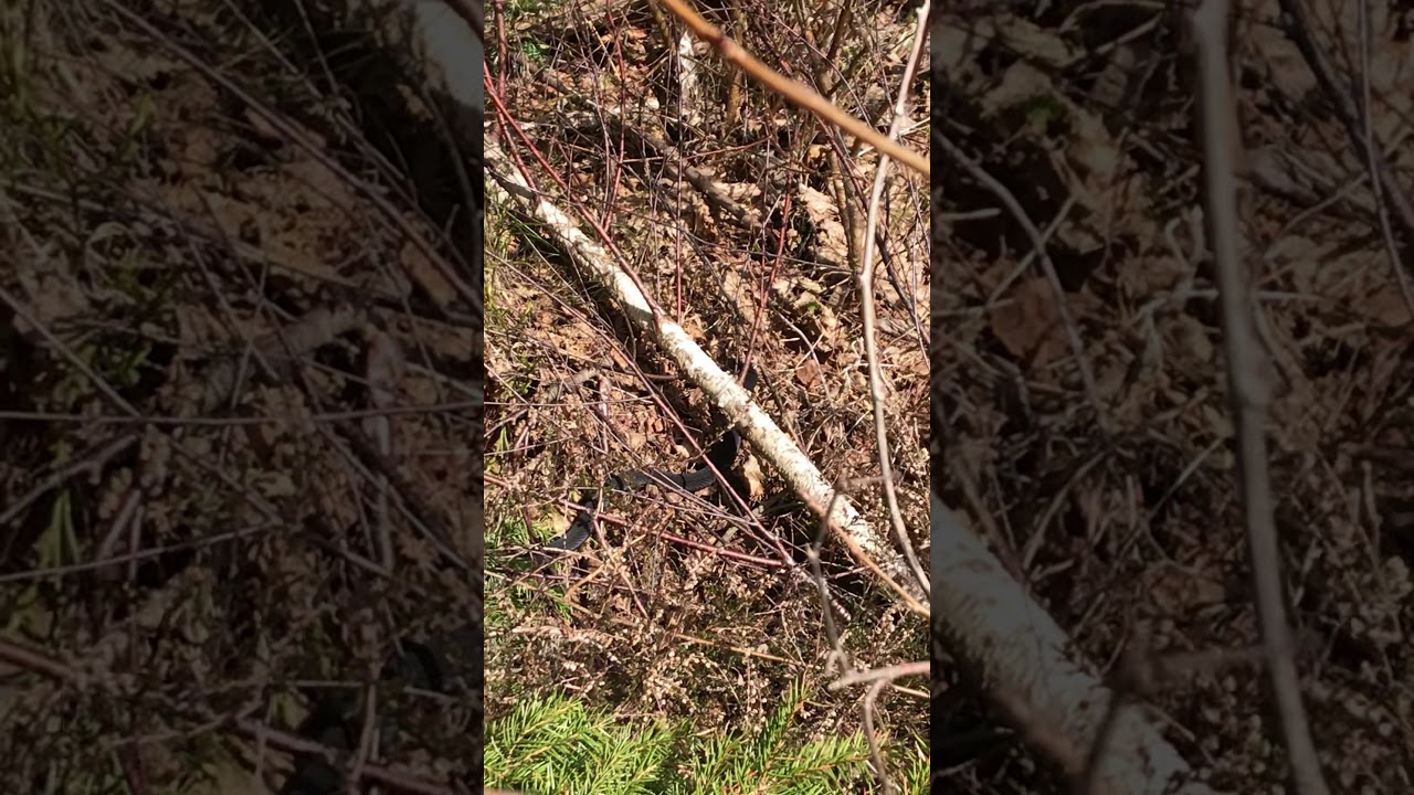 Melanistic Vipera berus