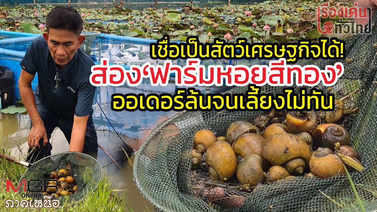 ส่อง “ฟาร์มหอยสีทอง” ออเดอร์ล้นจนเลี้ยงไม่ทัน : เรื่องเด่นทั่วไทย