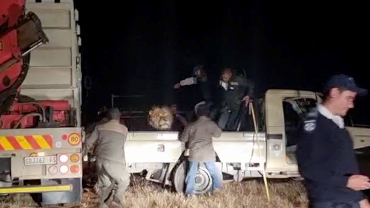 Sedated lion wakes up early from his sleep