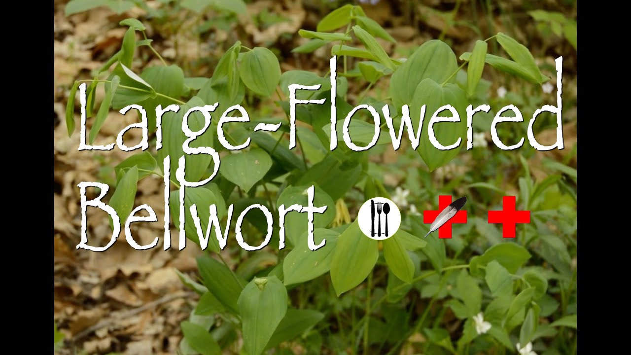 Large Flowered Bellwort: Edible & Medicinal