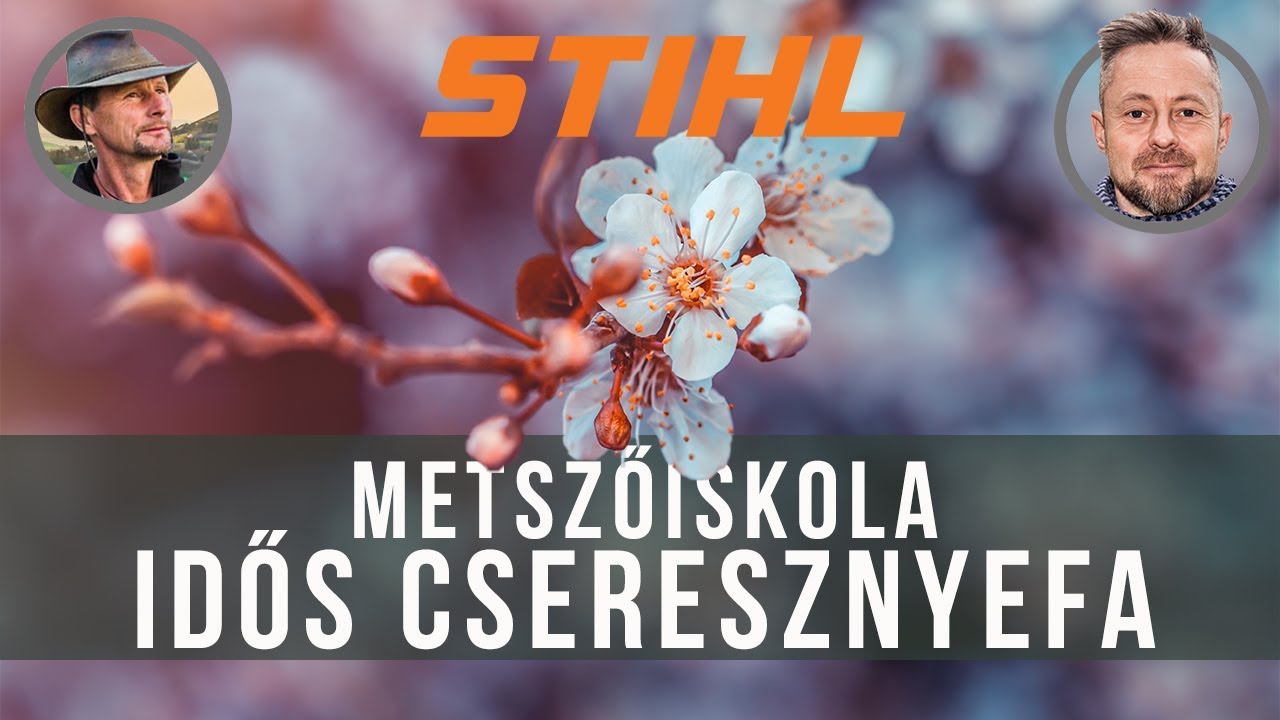 Idős cseresznye metszése | STIHL metszőiskola