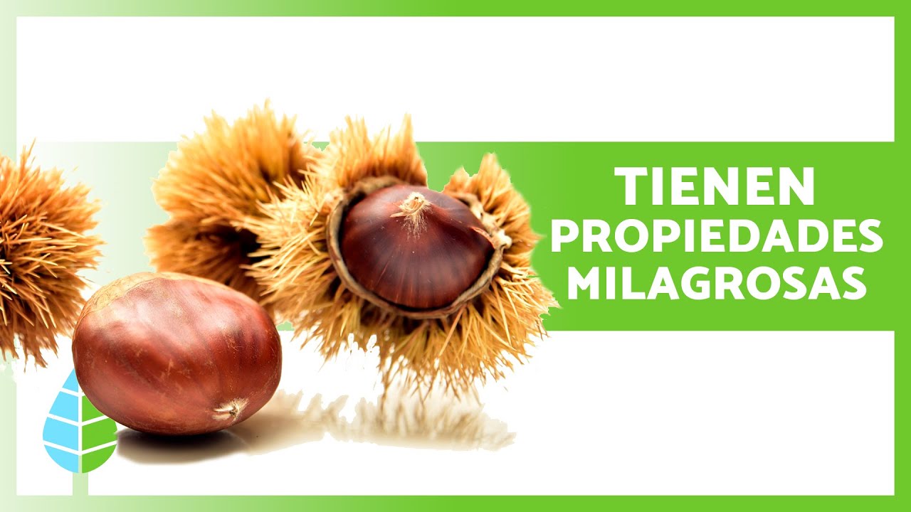 5 Incre&iacute;bles BENEFICIOS de las CASTA&Ntilde;AS 🌰✅ (Propiedades Medicinales y C&oacute;mo Prepararlas)