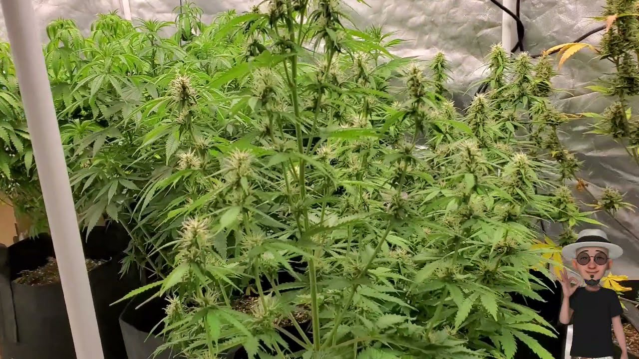 WEEK 9 Veg , Gelato,  GSC Auto,  Hawaiian Purp Skunk, Pineapple , ( TV420 📺 )