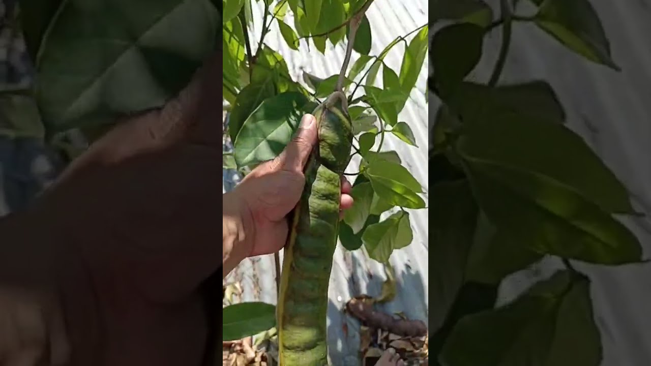 Bajando la paternas (fruta)