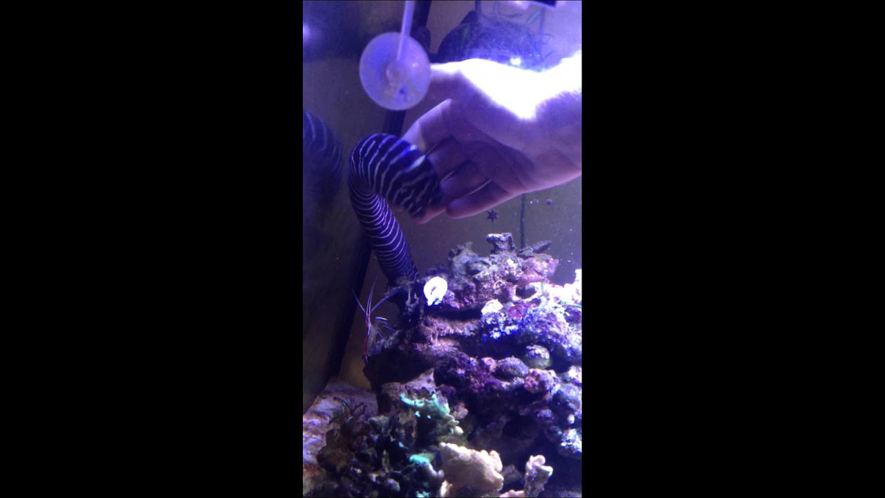 Zebra moray eel feeding