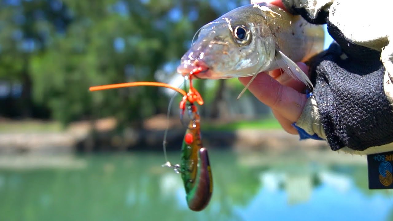 Ecogear Breamer Vibe In A Canal