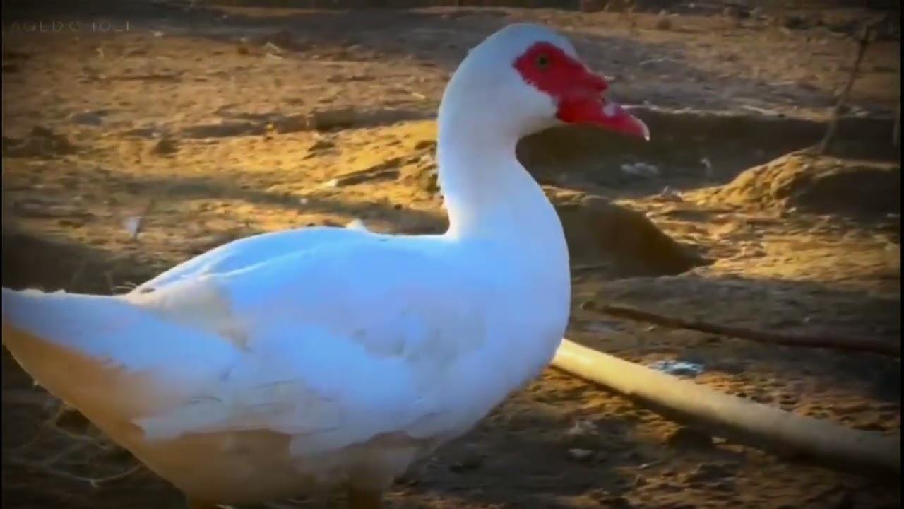 الفنان🎶 بهاء شيخو اغنية 🎼/ دو ريي /