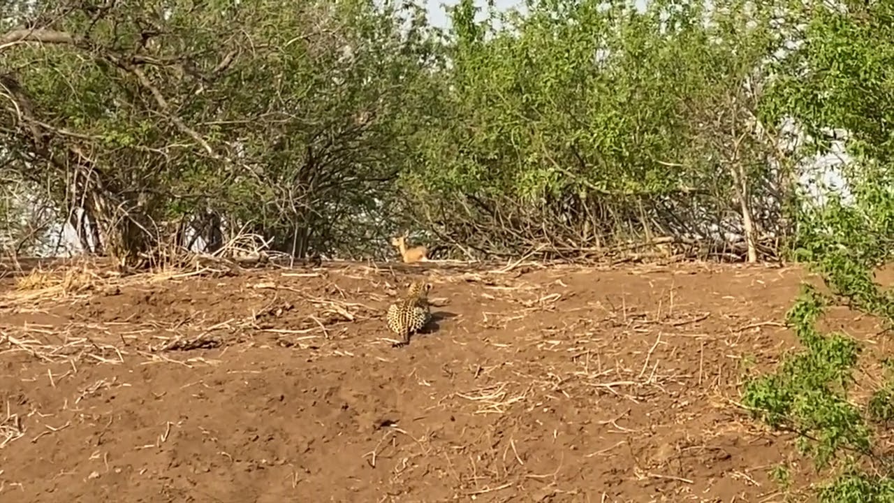 Leopard Hunting Steenbok