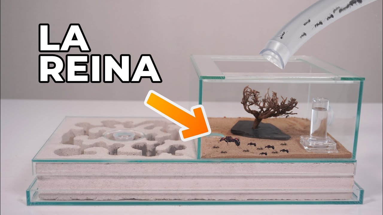 Me compré un hormiguero artificial ! así reaccionan las hormigas a su nuevo hogar