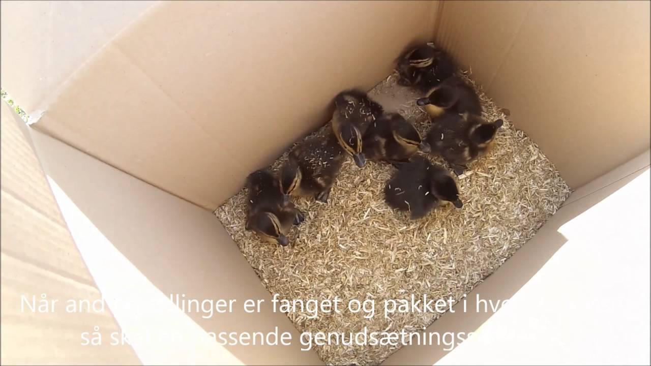 Dyreredderinstruktion genuds&aelig;t andefamilie
