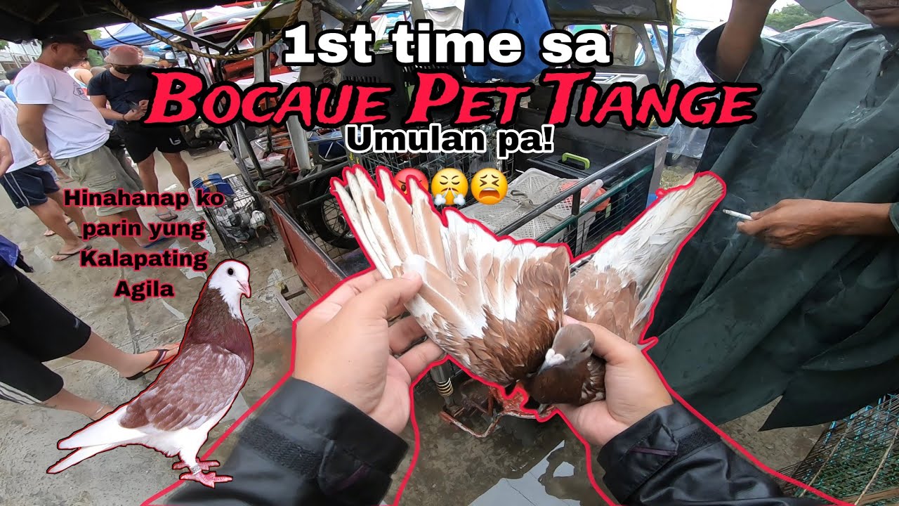 Mga panindang hayop kapag umuulan sa Bocaue. Naghanap nanaman ako ng Kalapateng Agila