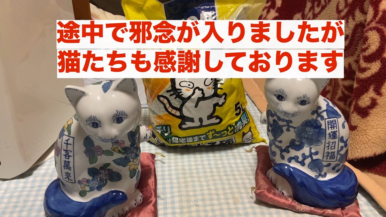感謝をお伝えする動画でしたがハチが止まりません、、、