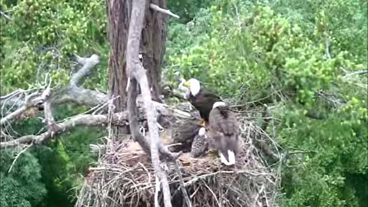 GROWLS Eagle Nest - Hawklet Being Brought Up By Eagles - 2022.06.12
