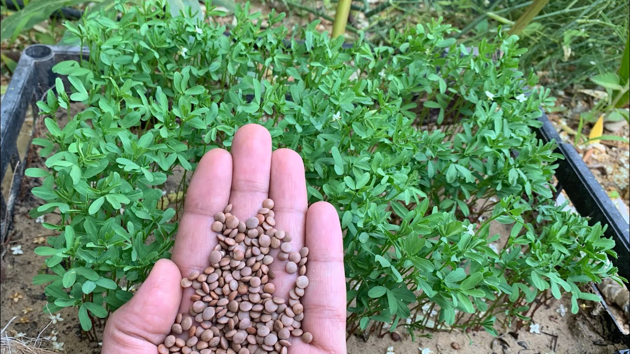 ازرع حبوب العدس وبعد أسبوع ستنمو بهذا الشكل ، العدس سريع الانبات وسهل العناية ونبات مفيد جدًا