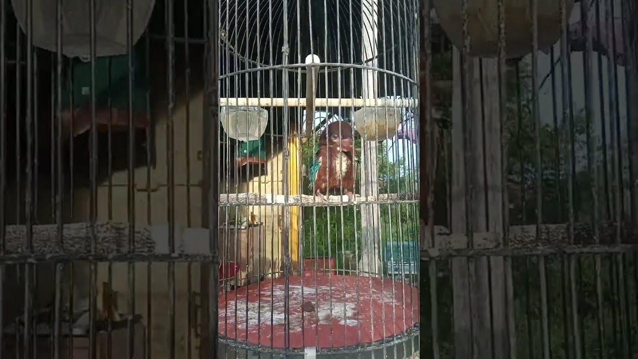 burung masteran di markas kicau jalbirdshop mbo