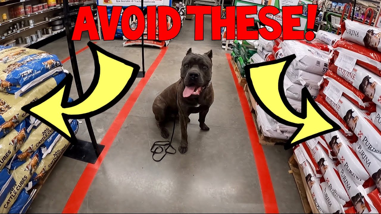 How To Choose A Healthy Kibble For Cane Corso Puppy | King