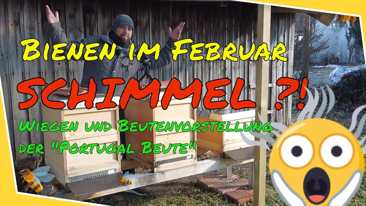 🐝🐝🐝 Bienen im Februar - SCHIMMEL ?!, Wiegen und Beutenvorstellung der 