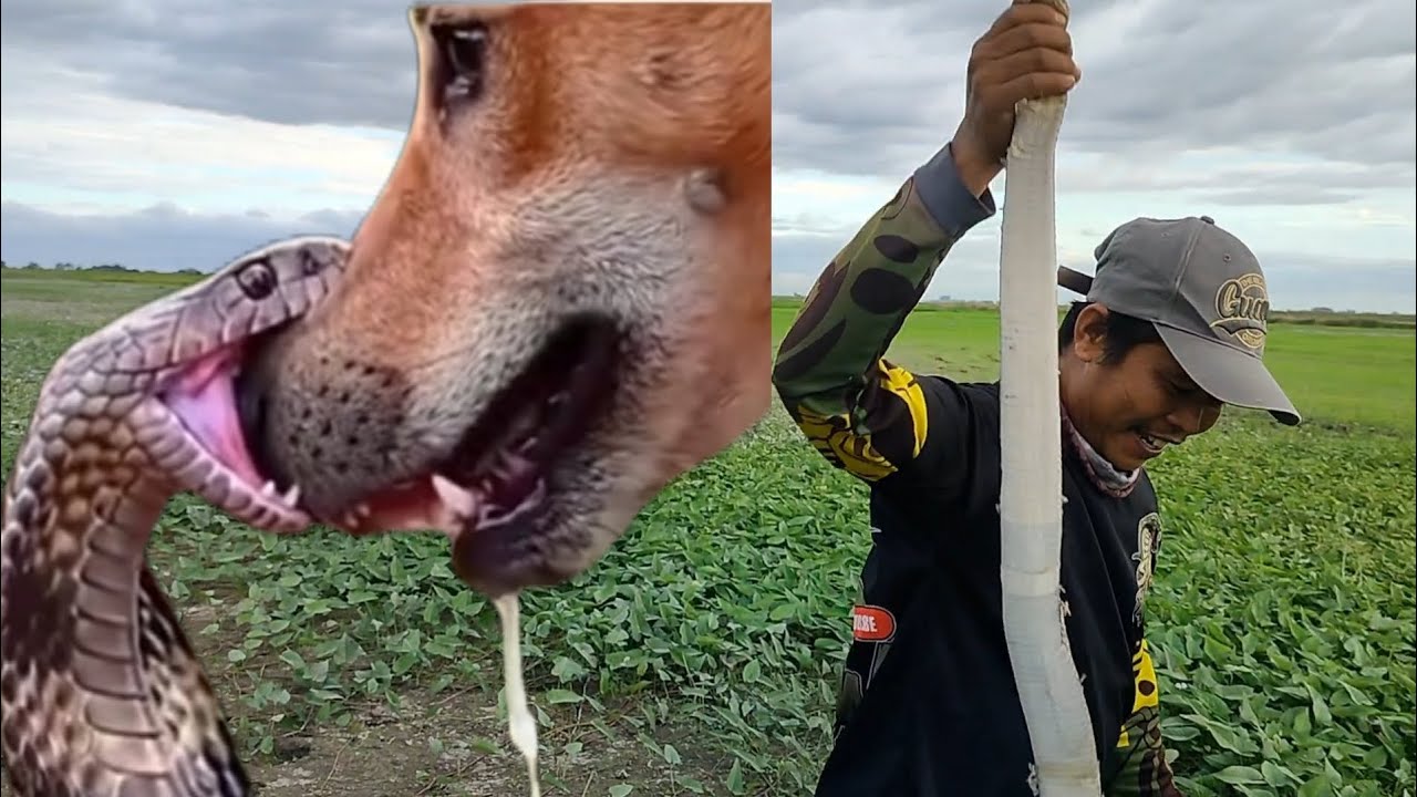 Cobra bantay sa bahay