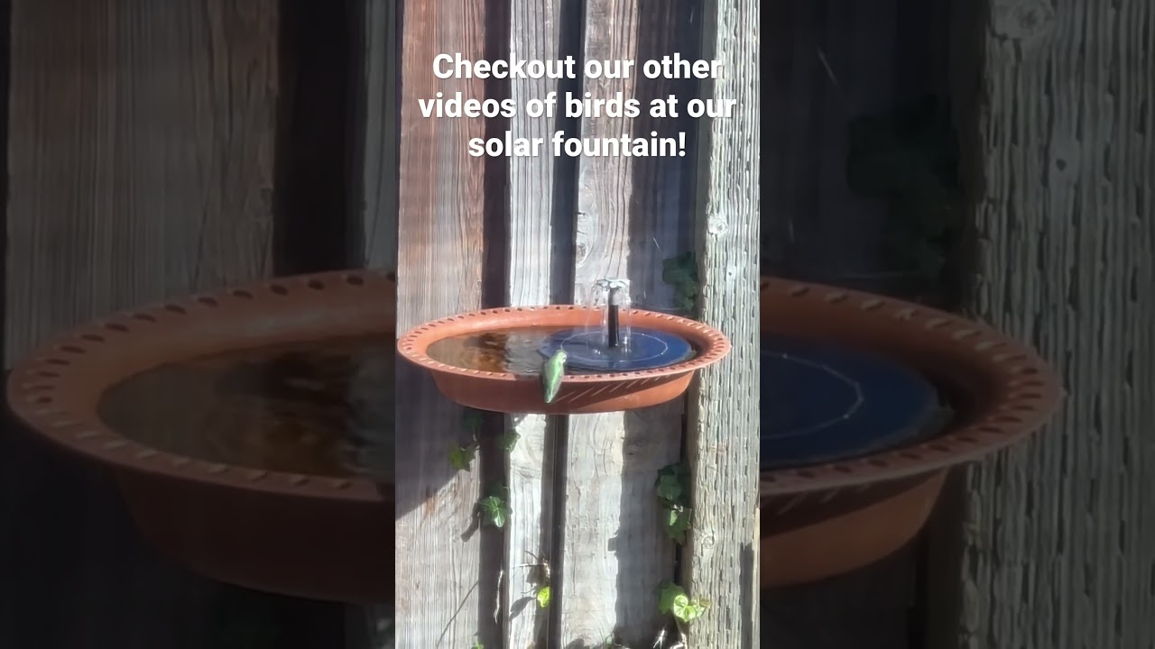 Hummingbird at our solar water fountain!