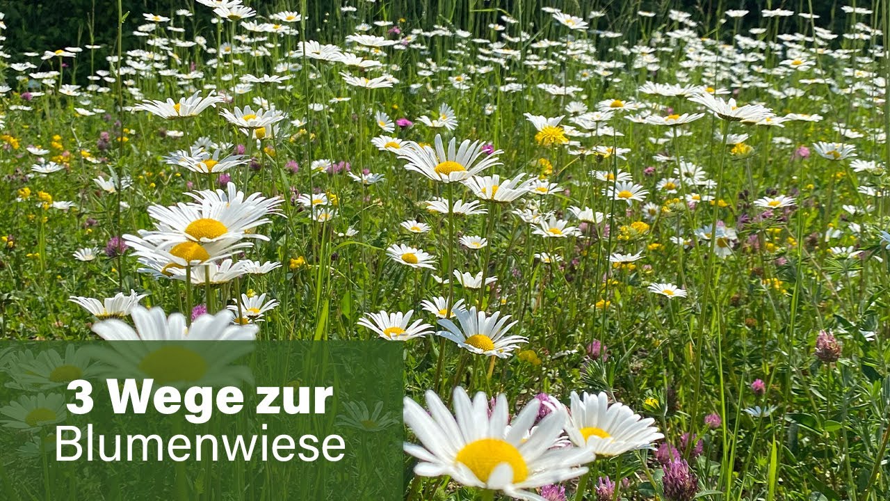3 Wege zur Blumenwiese/ Wildbienen-Nisthilfen selber machen!