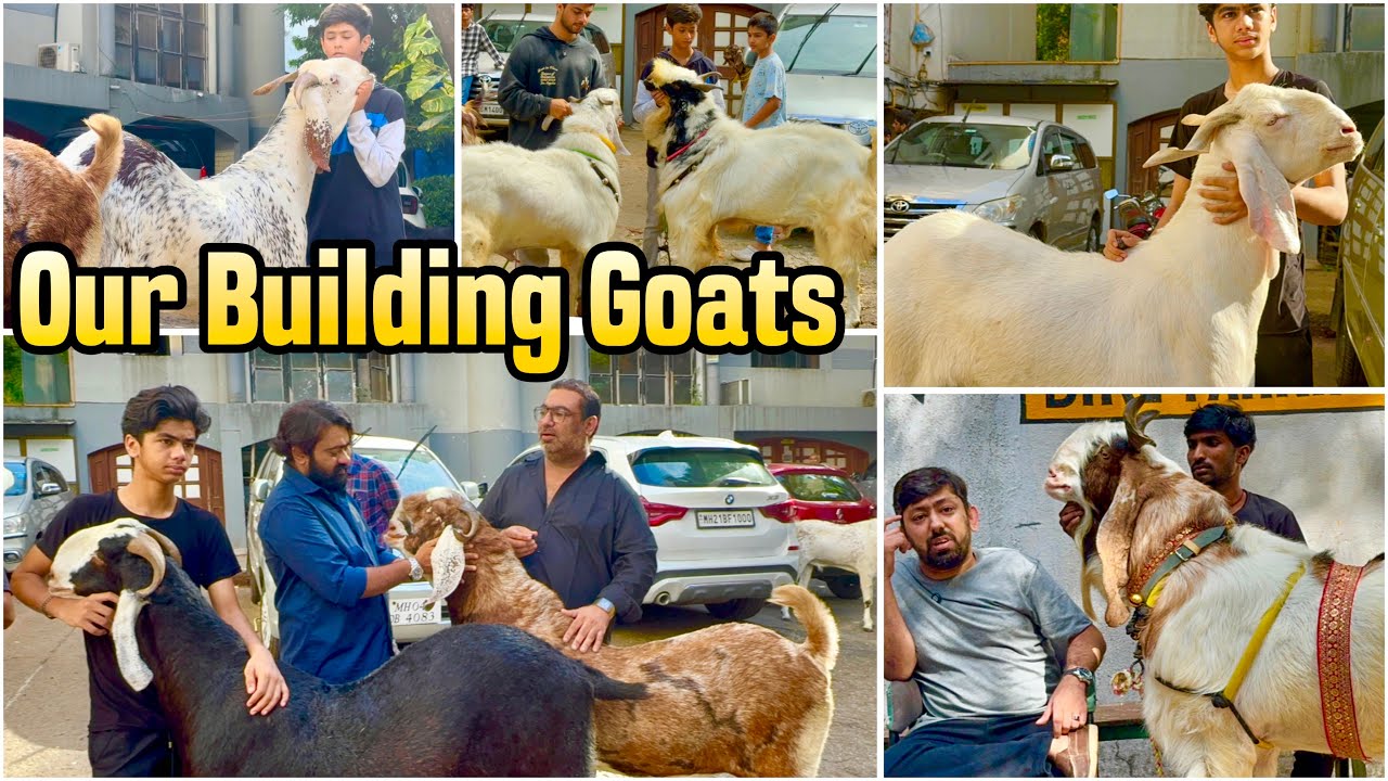 FSA & Mammoo Ke Bakre, Raees 2024 & Our Building Goats