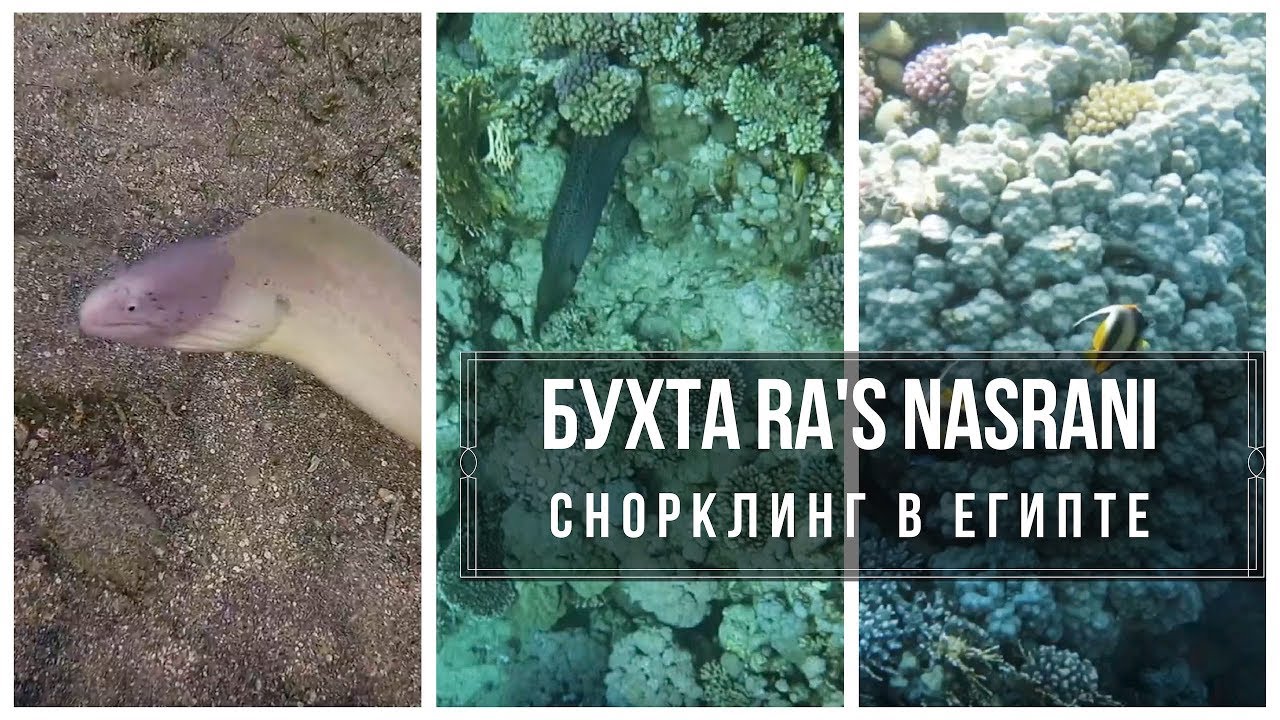Белая мурена, бухта Рас Назрани, Египет/ Snorkeling in Ras Nasrani Bay, Egypt