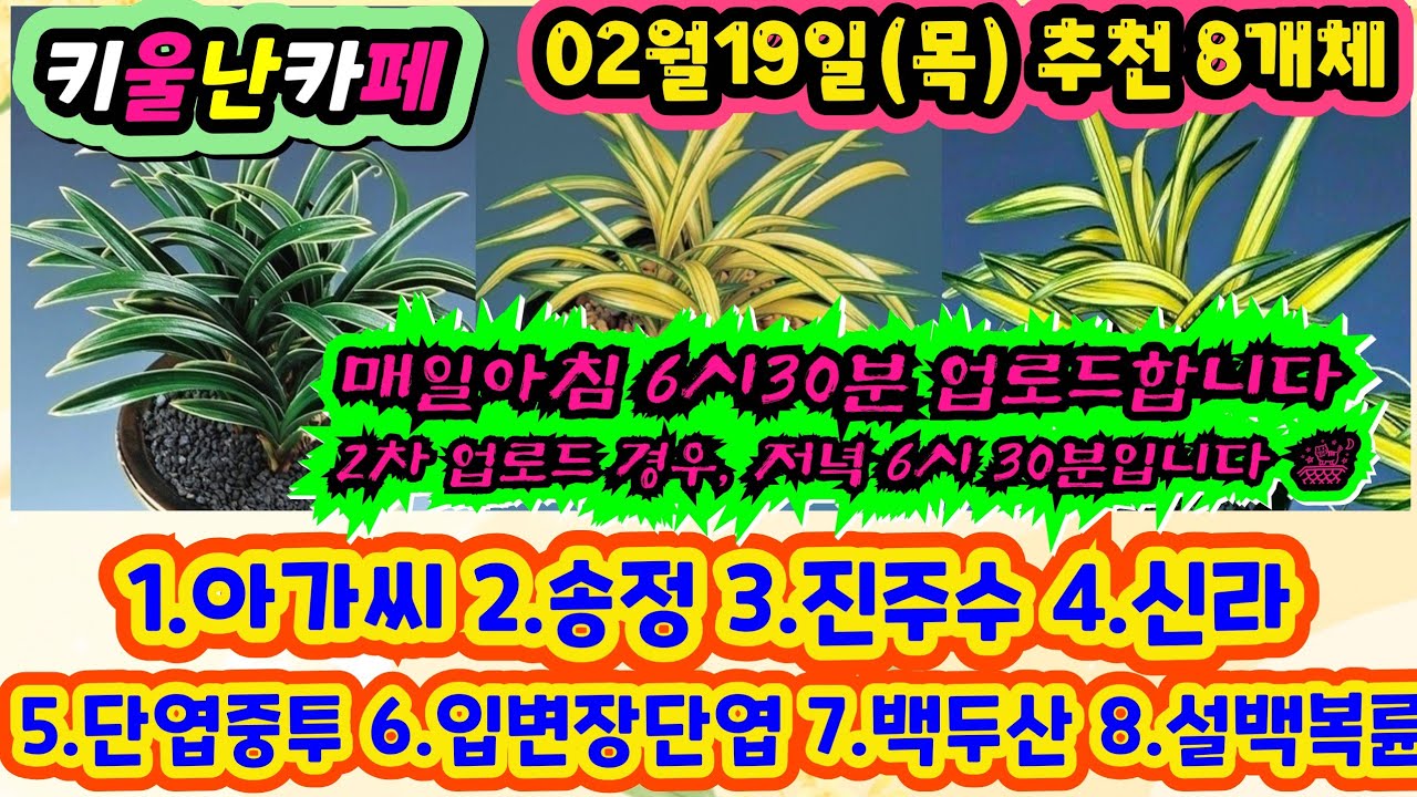 02/19(목) 추천우수 8개체 [1.아가씨 2.송정 3.진주수 4.신라 5.단엽중투 6.입변장단엽 7.백두산 8.설백복륜]