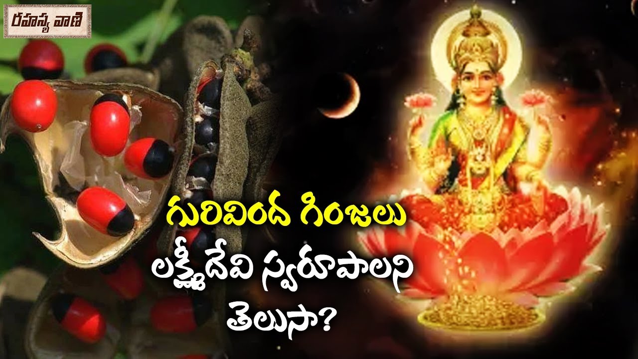 గురివింద గింజలు లక్ష్మీదేవి స్వరూపాలని తెలుసా ? || Unknown Facts Telugu || Rahasyavaani