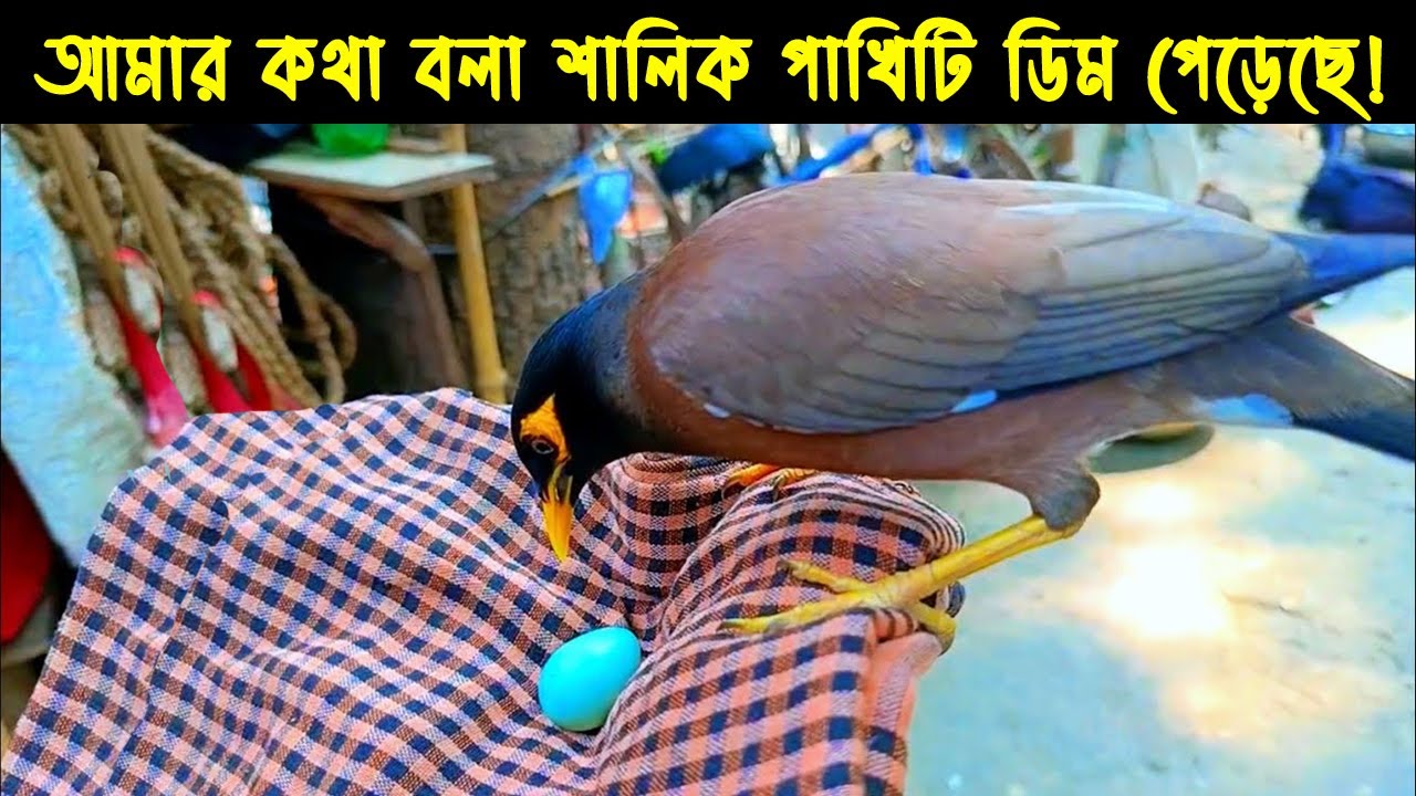 খাঁচায় ডিম পাড়া কথা বলা শালিক পাখির জীবন কাহিনী|Bird Story-187 |The Life Story of Talking Shawl Bird