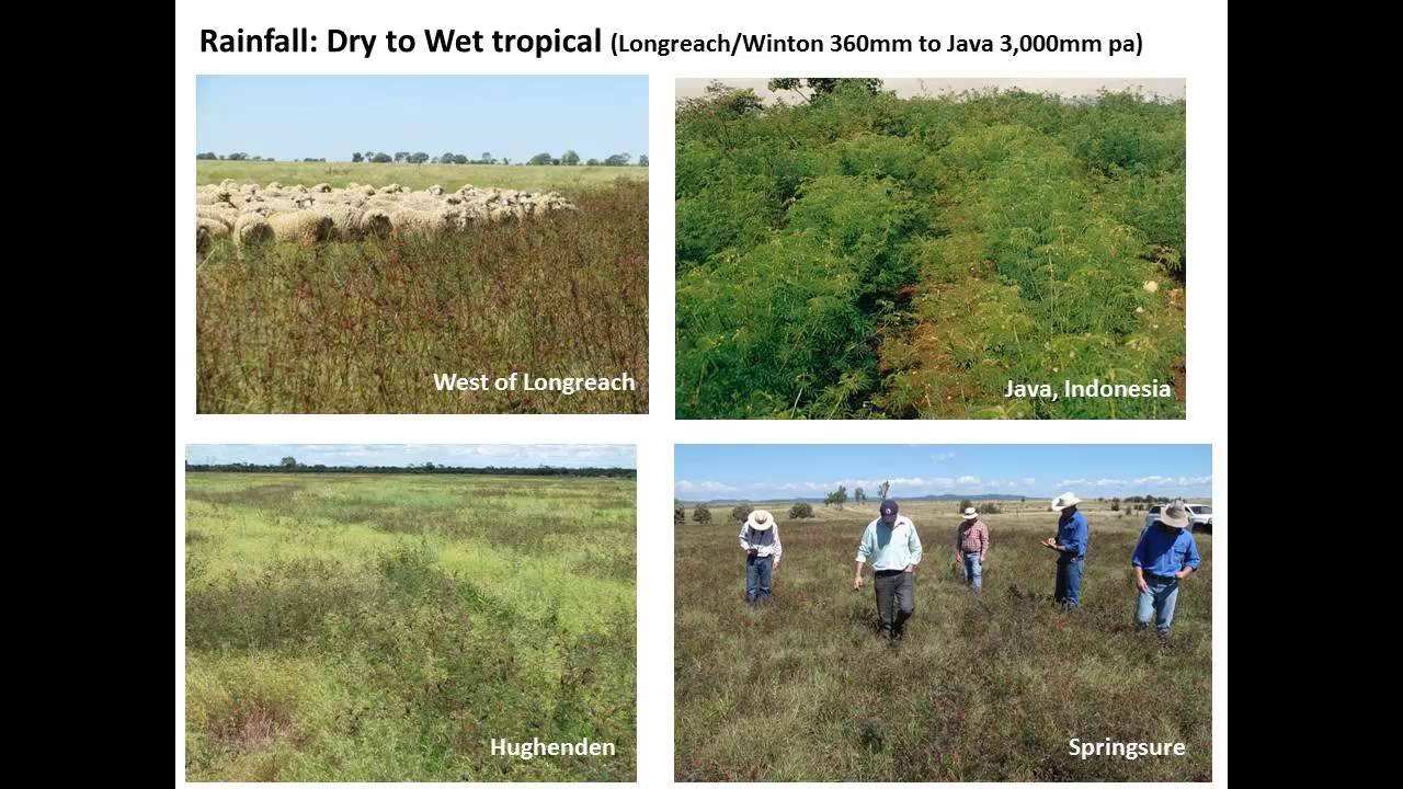 Разнообразие и потенциал бобового растения Desmanthus