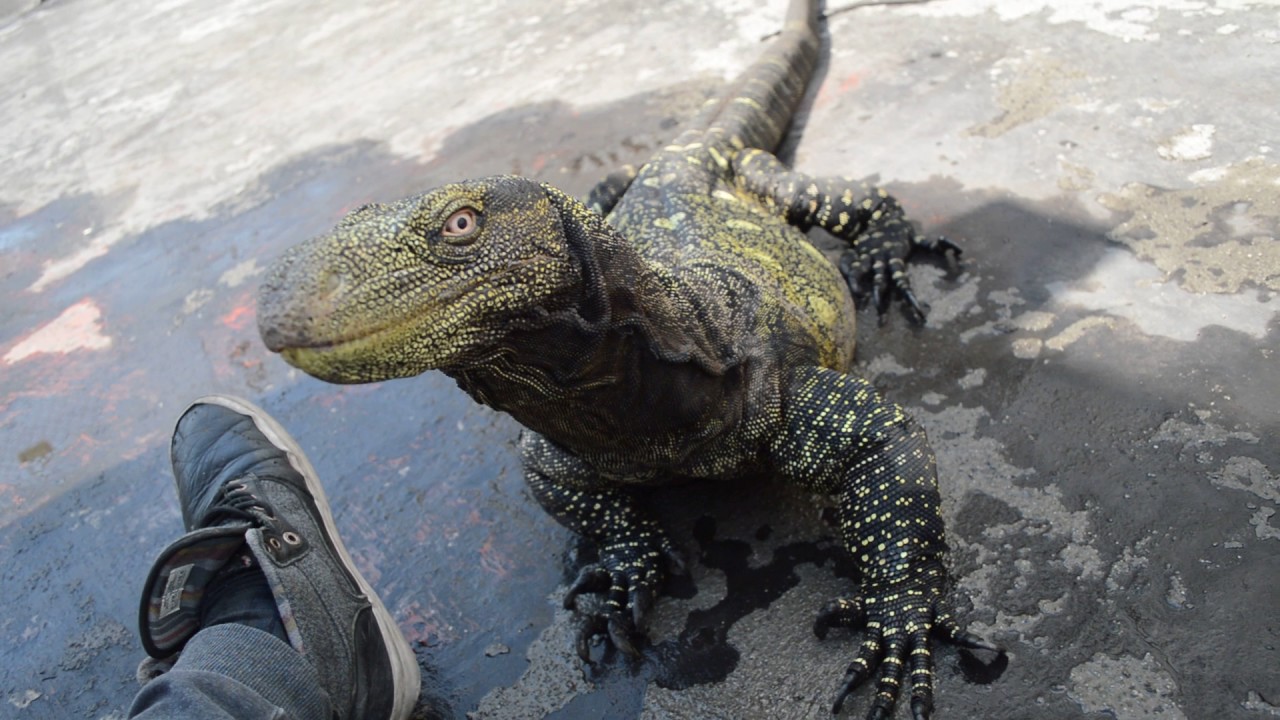 Varano Cocodrilo (Varanus Salvadorii)