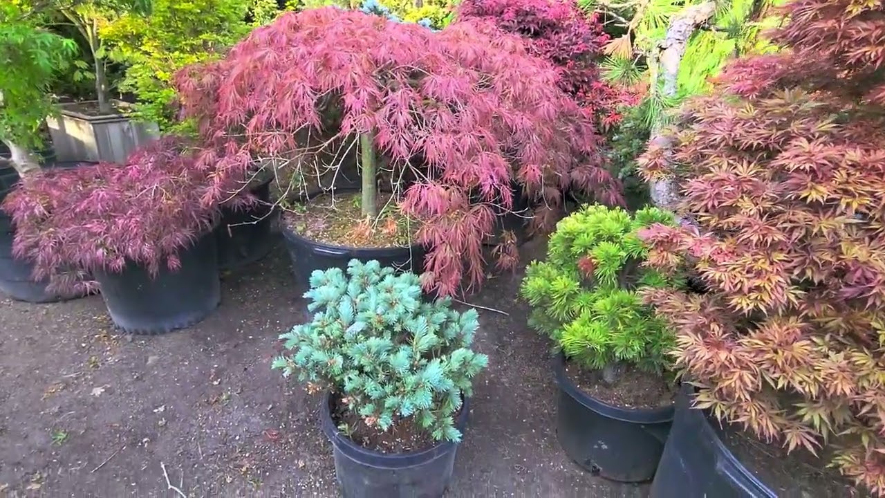 WONDERFUL JAPANESE MAPLES - AMAZING MAPLES