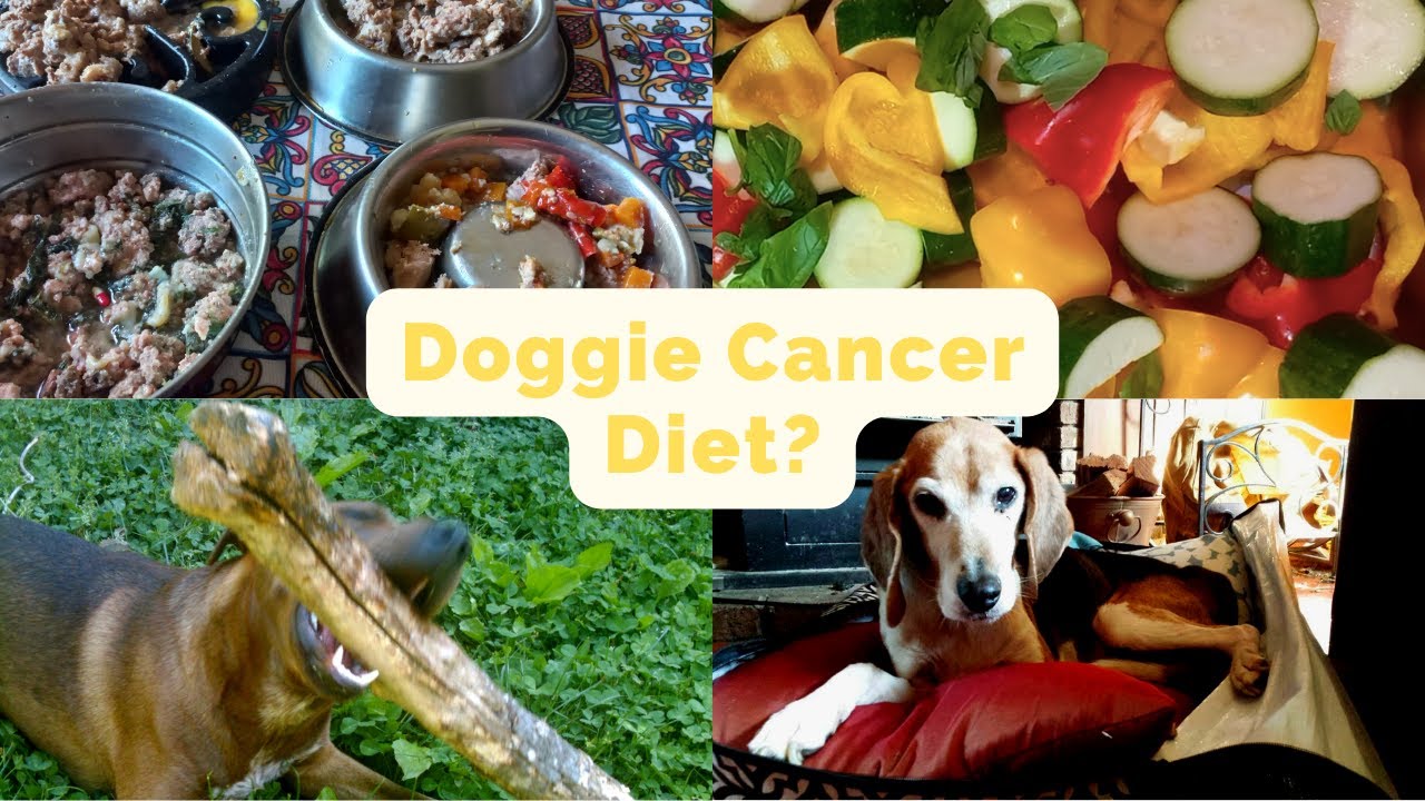 Healthy Homemade Dog Food (Keto for Fighting Canine Cancer)
