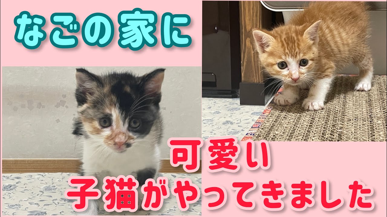 【なごの家】可愛い子猫兄弟を保護しました。