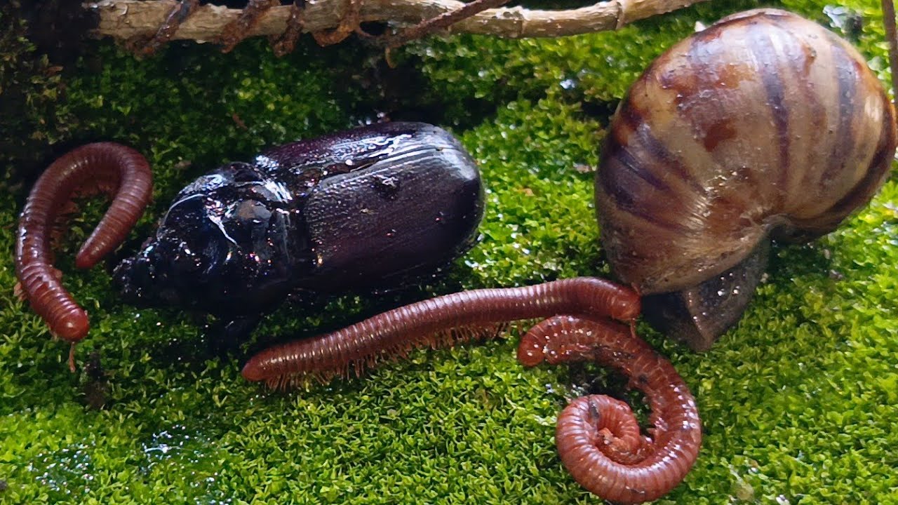 Millipede, Snail & Rhino Beetle Coexistence! Rare Wildlife Footage 