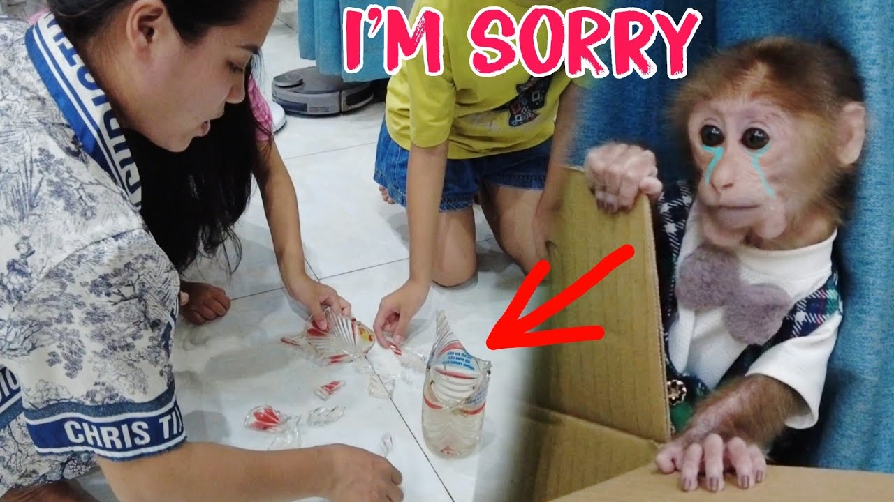 Oh my god, Kiti the monkey was so naughty that he broke his mother's vase || Kiti Life TV