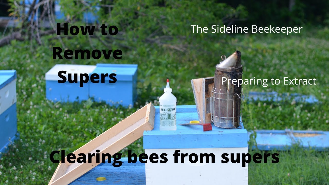 Beekeeping: How to remove Supers | Preparing to extract Honey